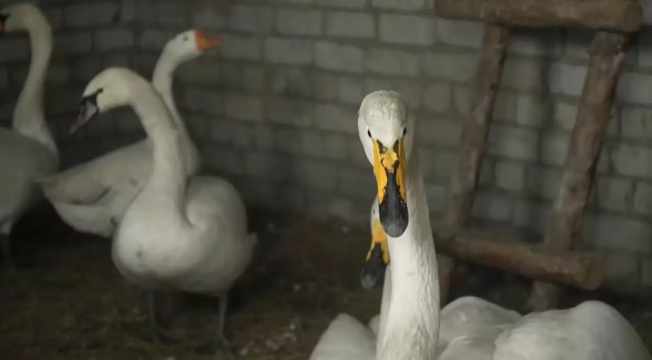 Баянауыл ауданындағы қос аққу зообақта қыстап шығады