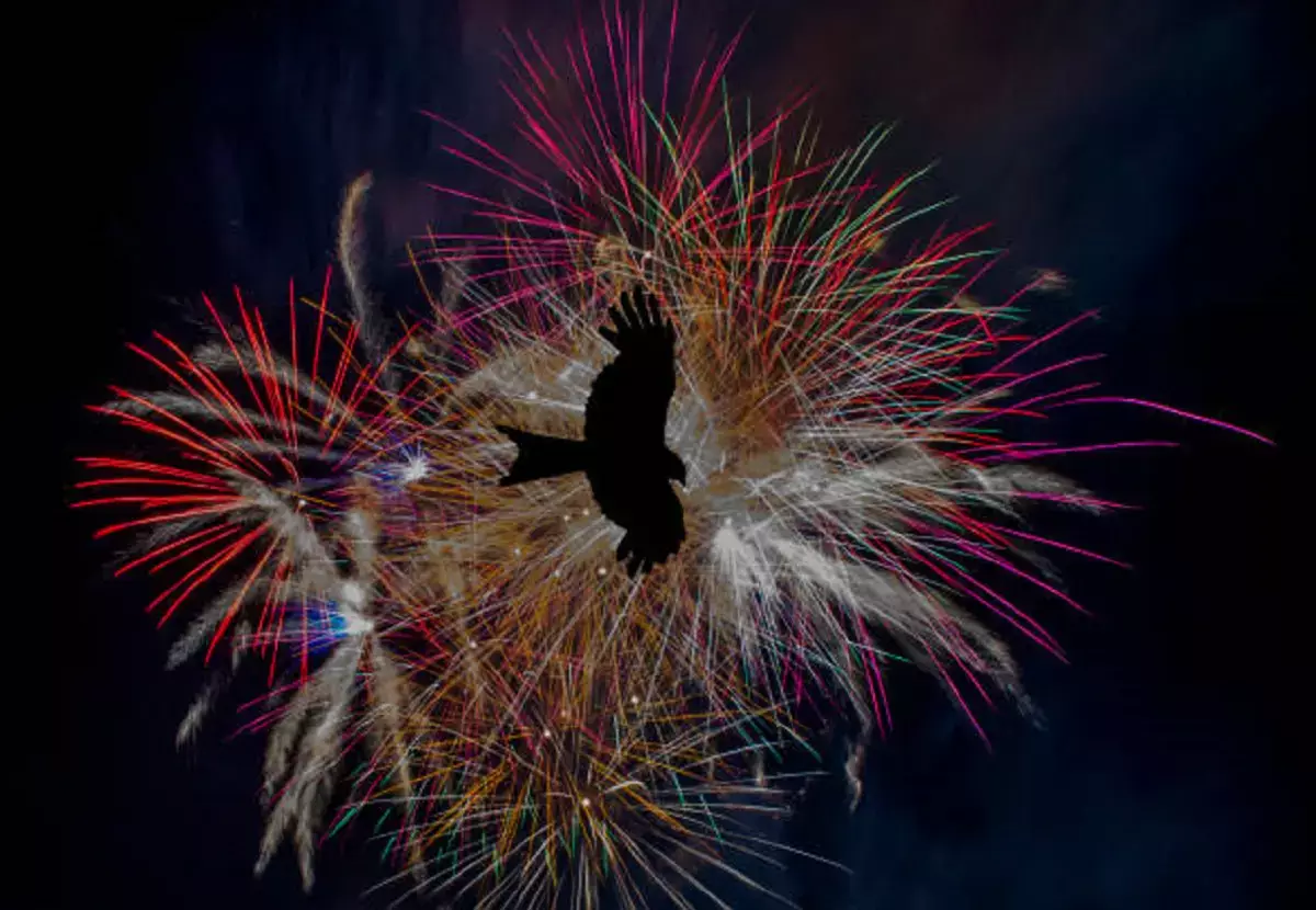 Как фейерверки влияют на природу и птиц – мнение эколога из Мангистау - новости на Lada.kz 26.12.2025