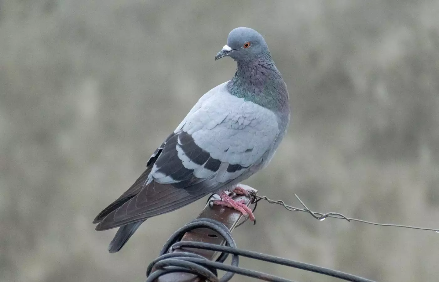 Көгершіндер туралы қызықты деректер