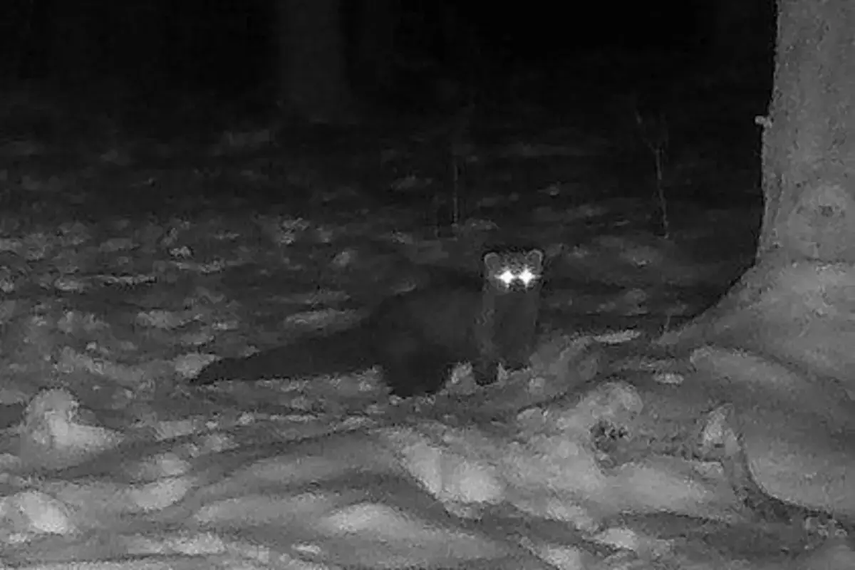 Редкое животное заметили впервые с 1800-х годов - новости на Lada.kz 27.12.2025