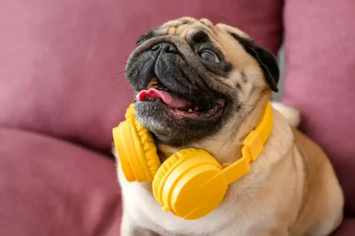 Музыка для кошек и собак: ученые выяснили, какие звуки нравятся животным