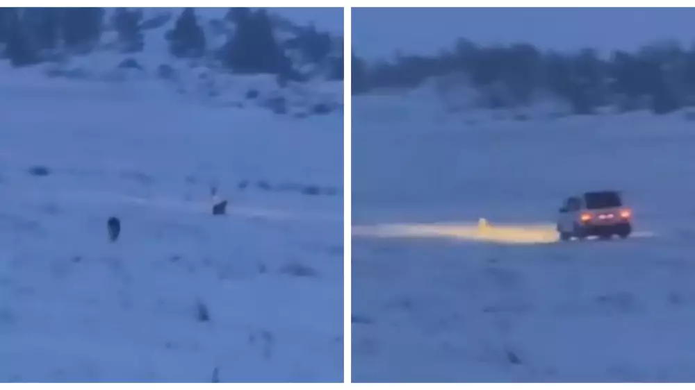 Целое семейство рысей попало на камеру в Баянаульском нацпарке