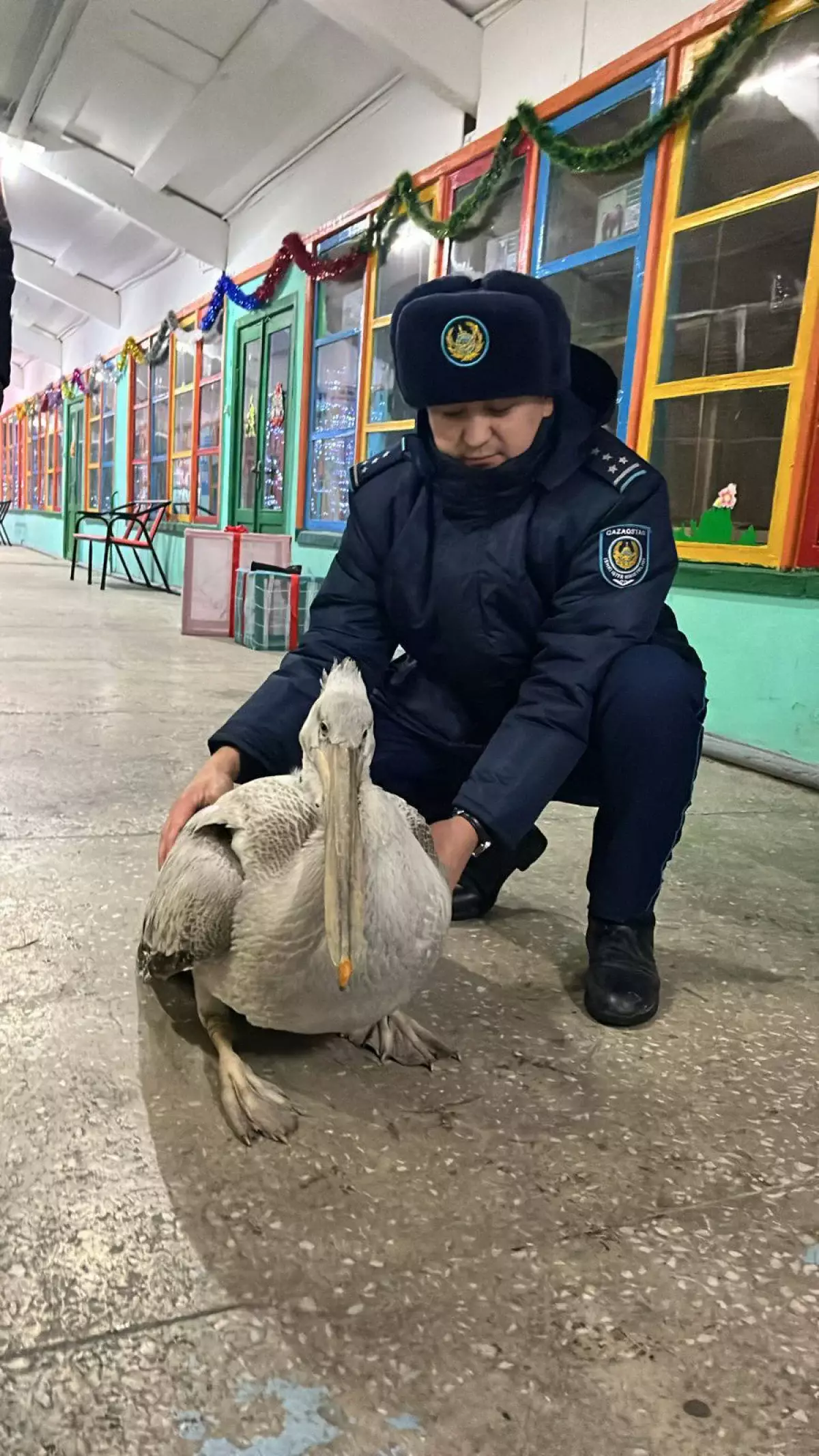 В Семее редкого краснокнижного пеликана передали полиции для оказания помощи