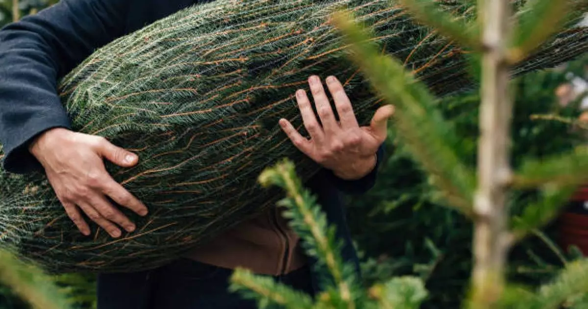  Елімізде биыл жаңажылдық шырша қанша тұрады 