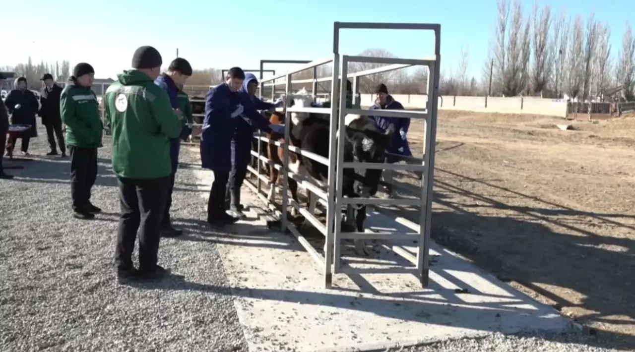 Сауран ауданында ветеринария саласы цифрландырылды