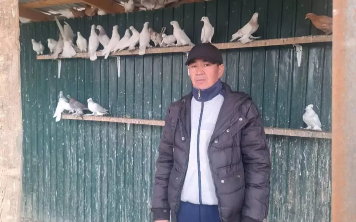 Голубь за 80 тысяч тенге: почему казахстанец отдает такие деньги за крылатых, которые делают сальто в воздухе - новости на Lada.kz 28.12.2025