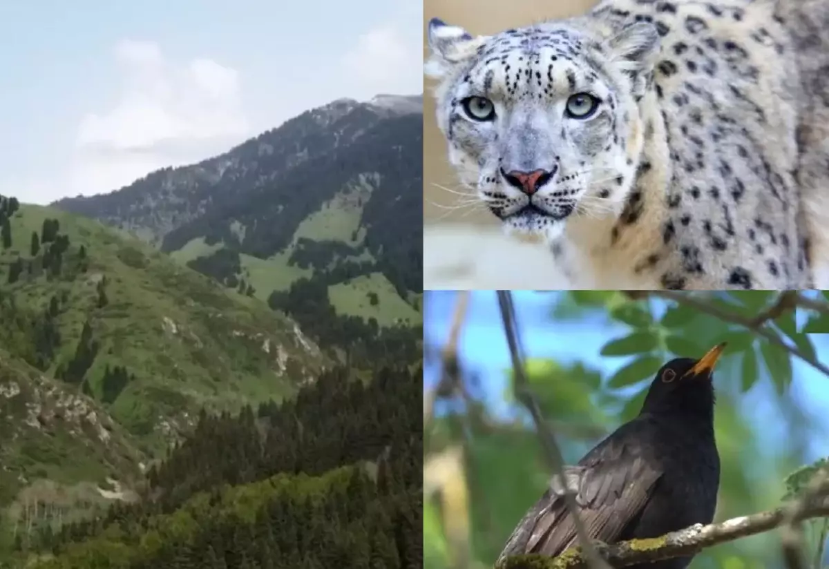 Көрінбейтін "тұрғындар": Алматыны мекендейтін аң-құстар әлемі қандай