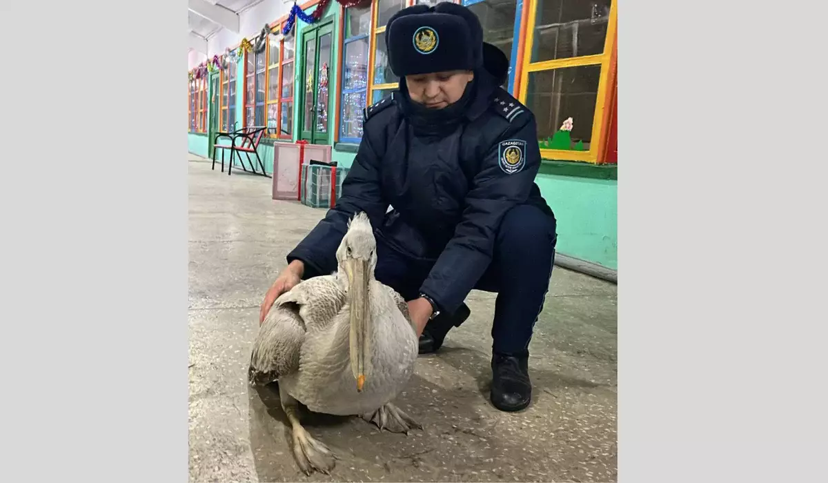 Необычная находка: краснокнижного пеликана спасли в Семее