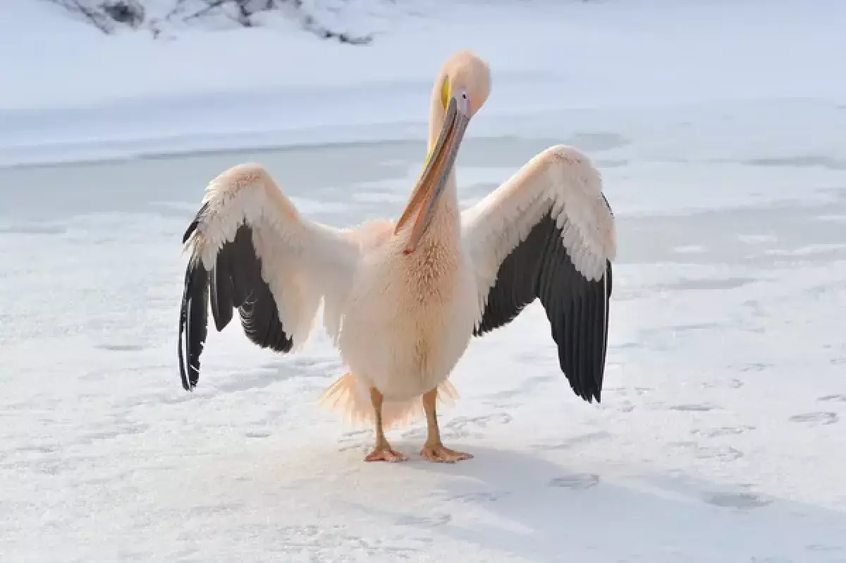Жительница Семея временно приютила у себя замерзшего пеликана (видео)