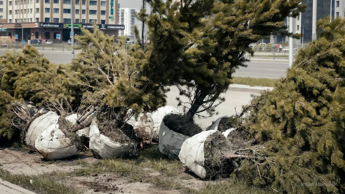 Жаңажылдық шыршалардың биылғы бағасы белгілі болды