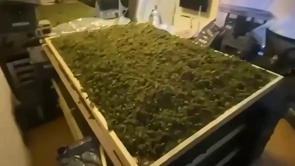 Түркияда бір апта ішінде 350 келіден астам есірткі тәркіленді