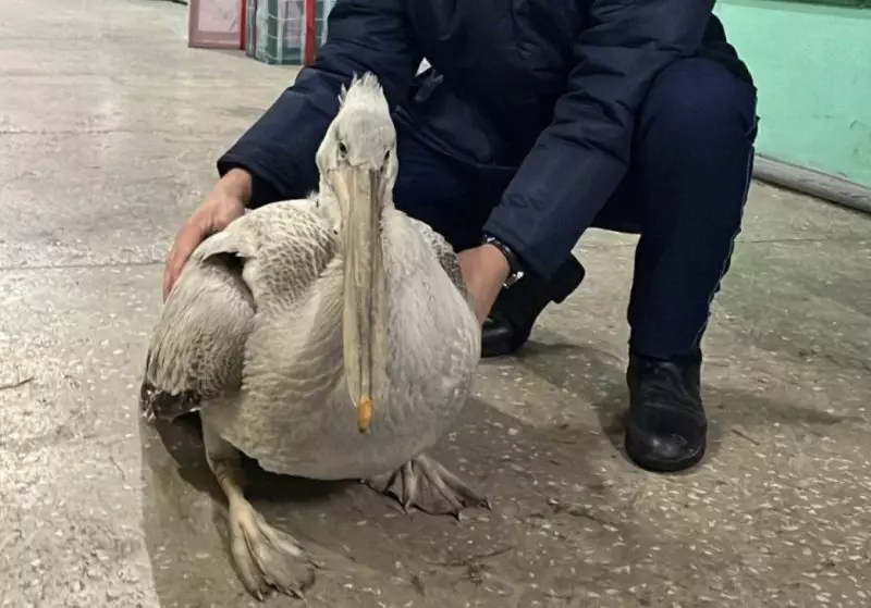 Жители Семея спасли редкого пеликана, занесённого в Красную книгу