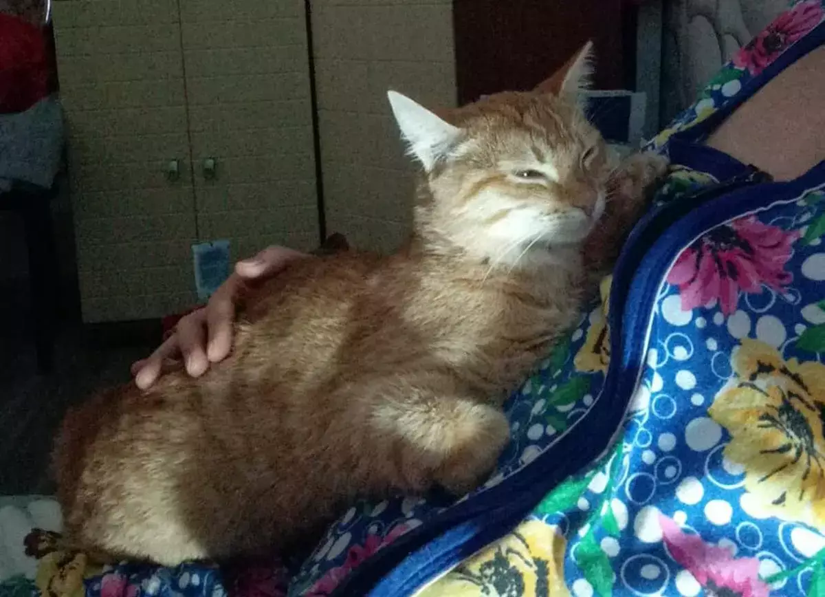 Найденный в степи котенок обрел дом в Актау - новости на Lada.kz 28.12.2025