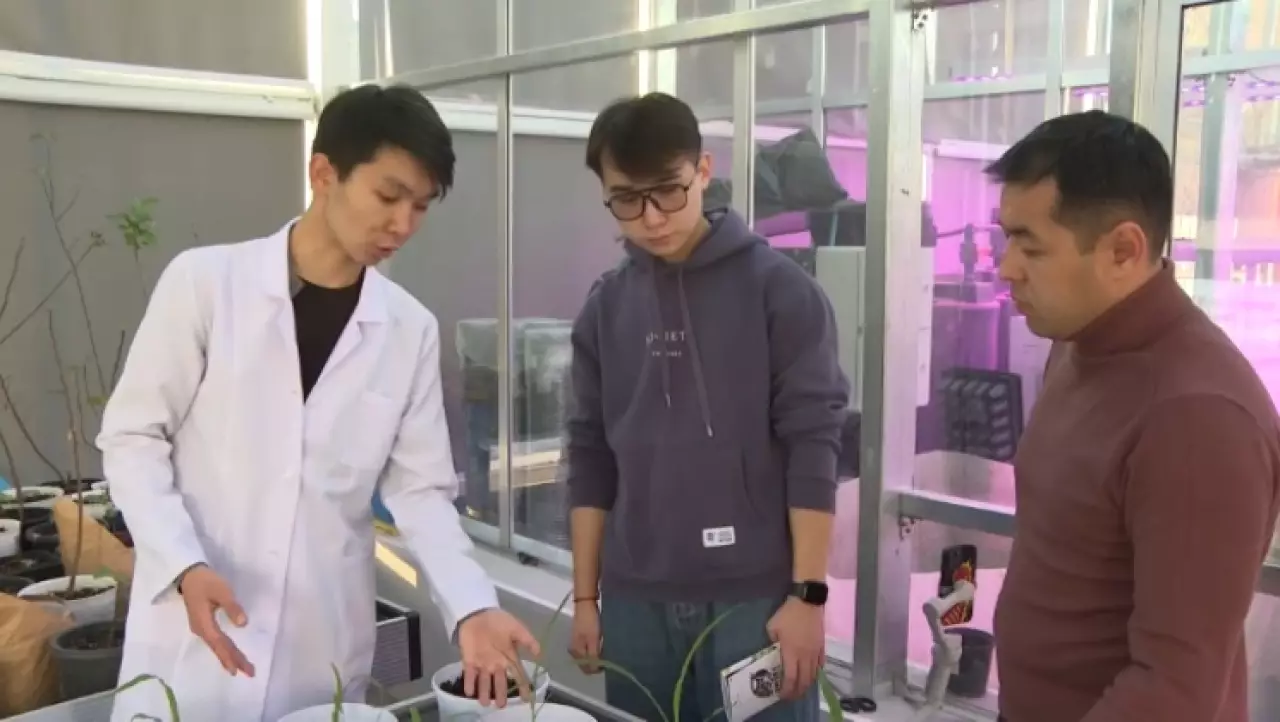 Новый сорт кукурузы и породу кур вывели студенты в Жетысу