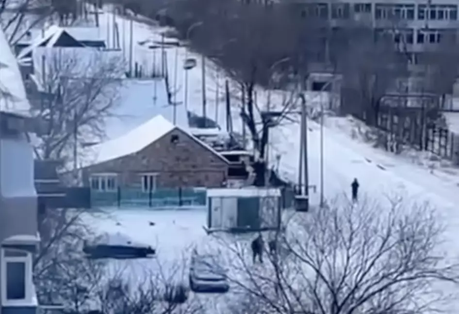 Майқұдықта қаңғыбас иттер мәселесі ушығып тұр