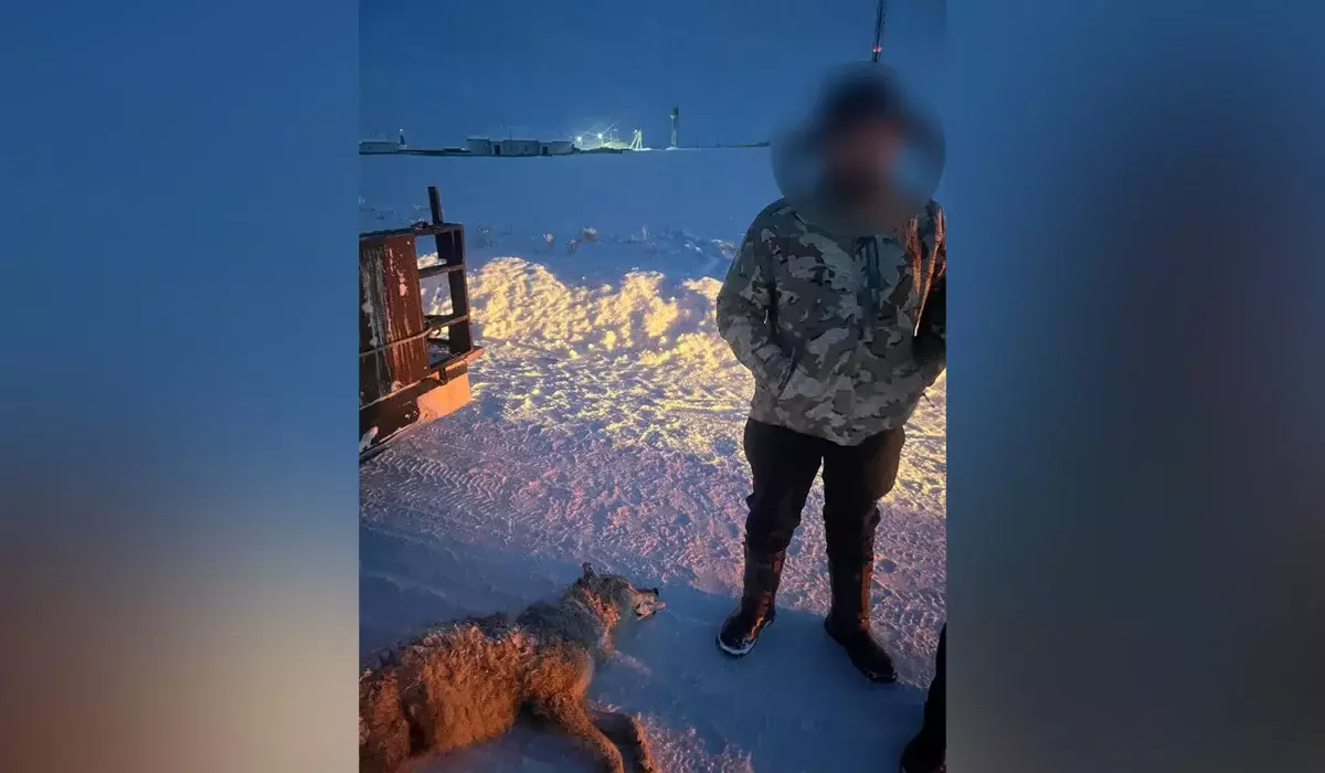 Абай облысында қасқыр атып алған жас жігіт айыппұл арқалады