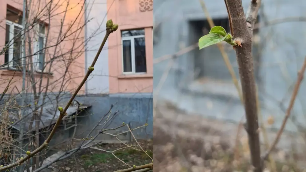 Теплая зима в Алматы “обманула“ природу: на деревьях распустились почки