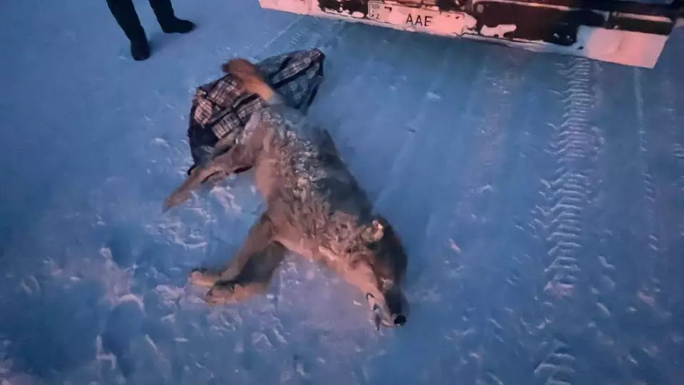 Абай облысында қасқыр атып алған ер адамға айыппұл салынды