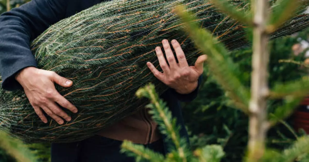   "Instagram-нан Жаңа жылға шырша сатып аламын" деген келіншек алаяққа жем болған   