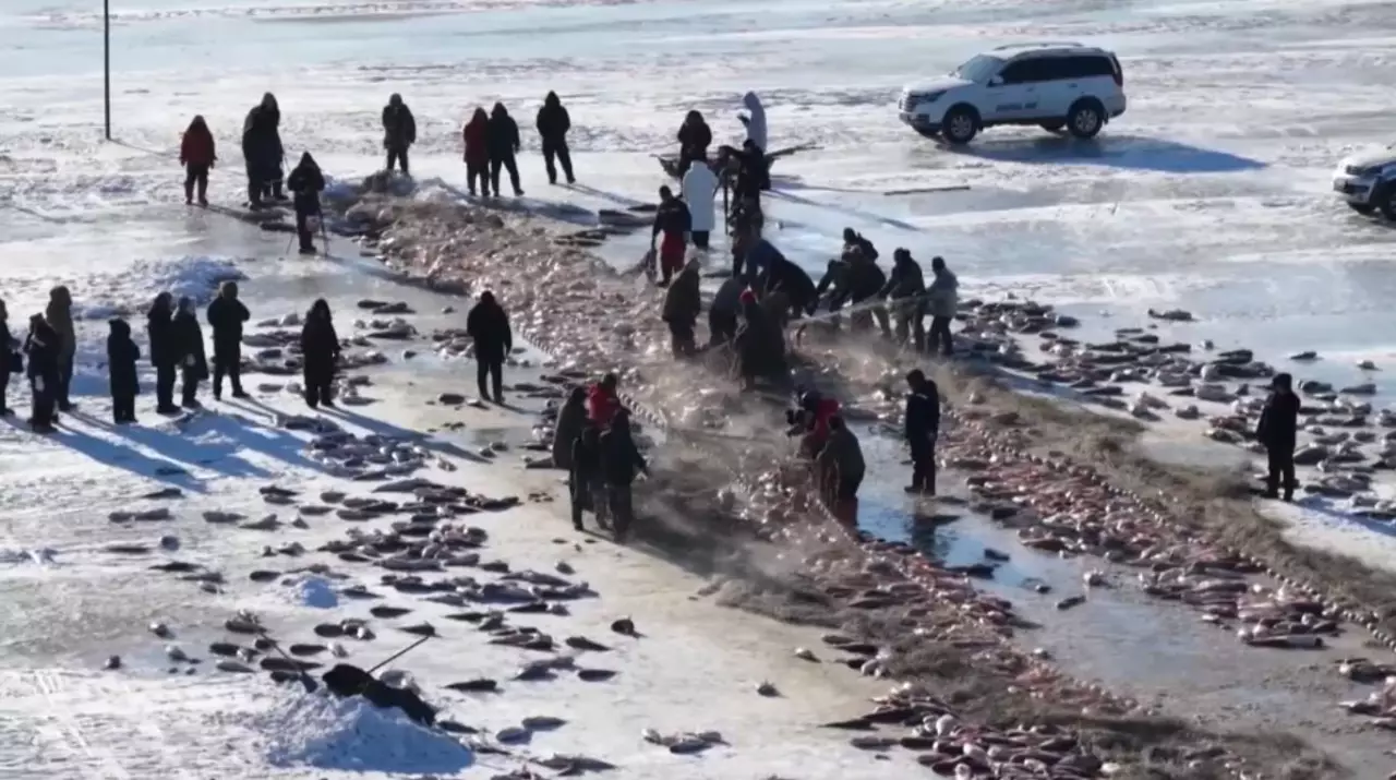 Қытайда балық аулау фестивалі басталды