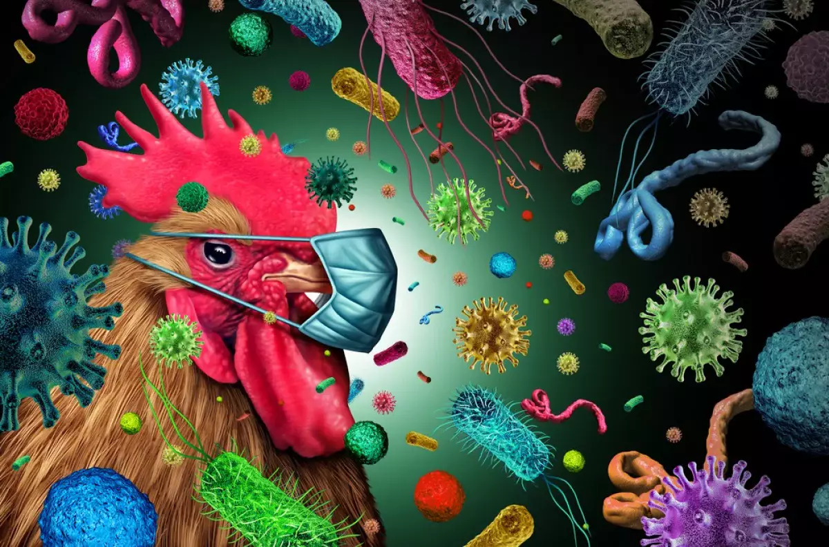 Вышел из-под контроля: эксперты предупреждают об угрозе пандемии птичьего гриппа