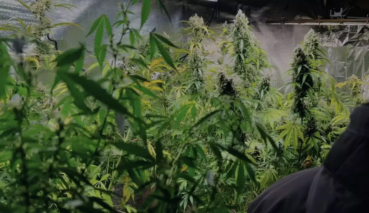 Сельчанин превратил баню в плантацию конопли в Алматинской области