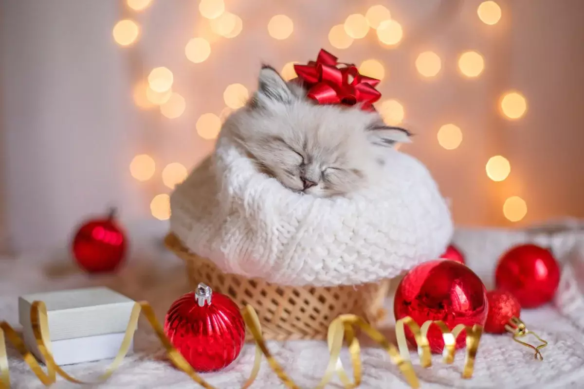 Как не проспать Новый год: важные советы от сомнолога