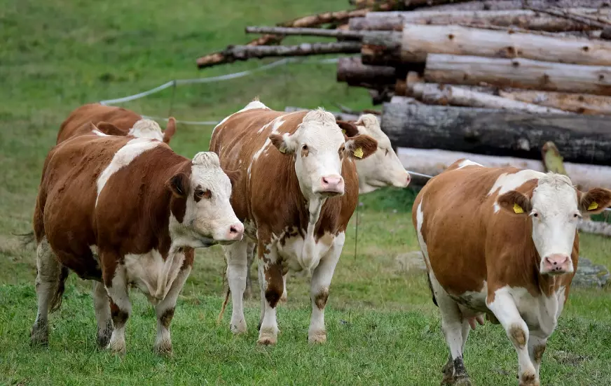 Ограничения на вывоз мяса КРС продлили в Казахстане