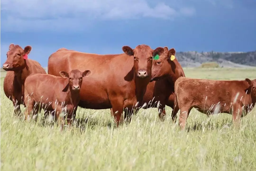 В Казахстане вводят новые квоты на экспорт мяса крупного рогатого скота