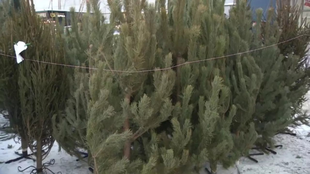 Как выбрать ёлку и не нарваться на штраф