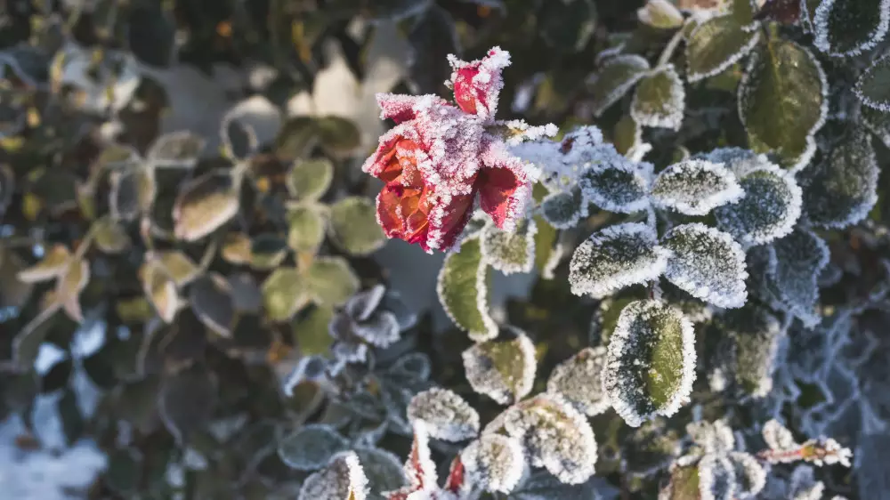 Қазақстанда қатты аяз болады: қаңтардағы ауа райы болжамы