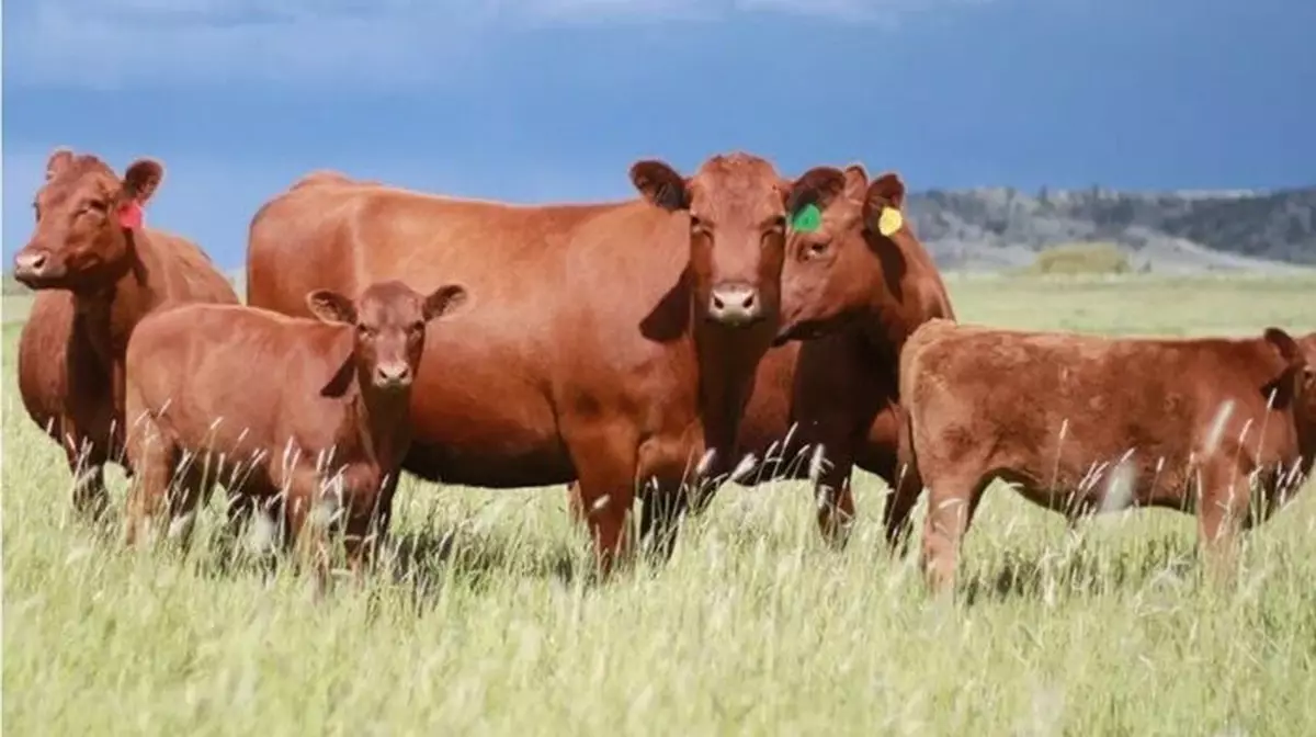 Казахстан ввёл квоты на экспорт говядины до июня 2026 года