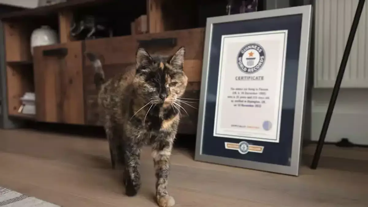 Старейшая в мире кошка отметила 30-летие - новости на Lada.kz 31.12.2025