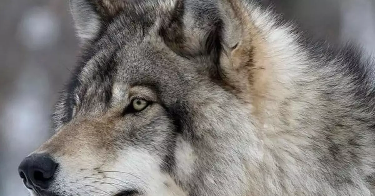  2026 жылы қасқыр мен шибөріге бақылау күшейеді 