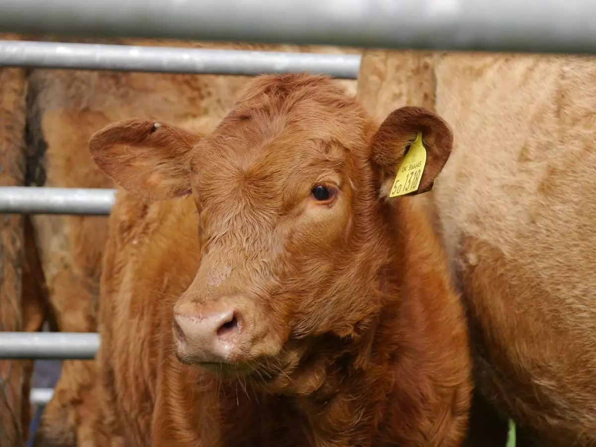 Падеж скота в Зерендинском районе: кто получит выплаты и когда