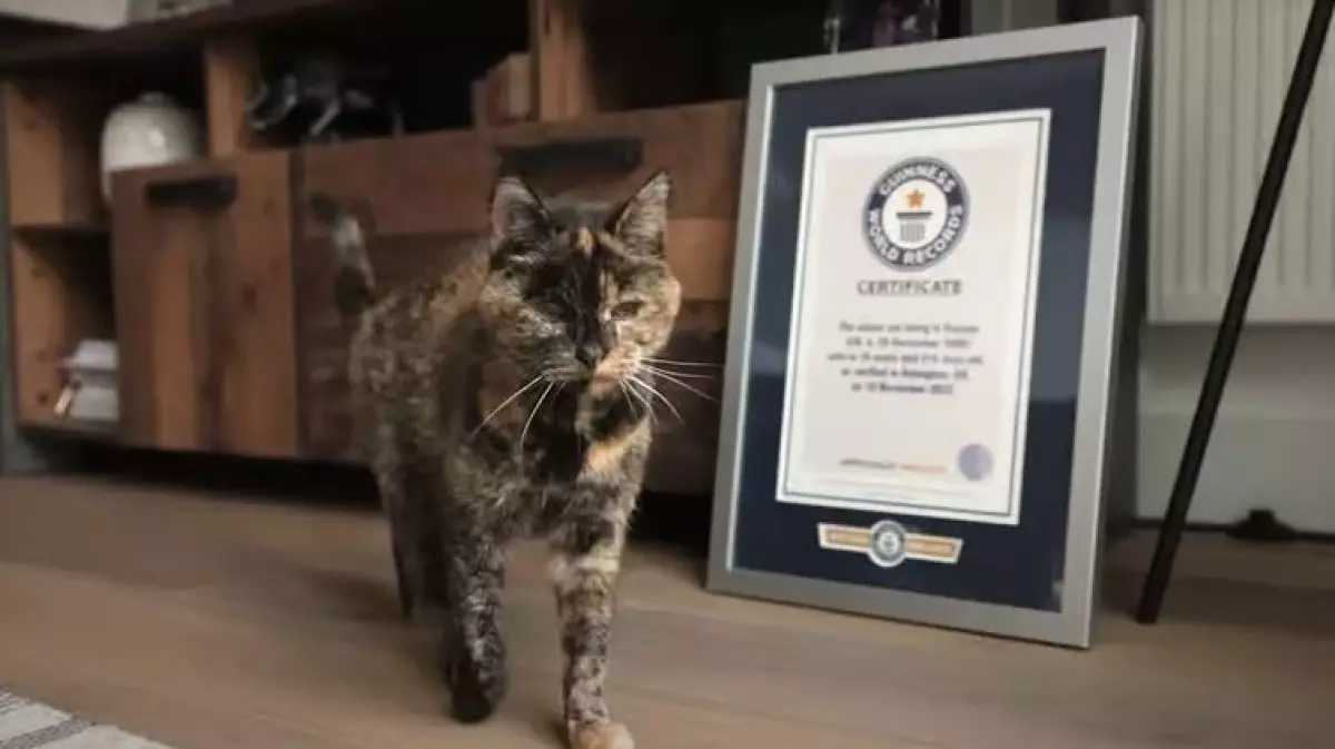 Старейшей в мире кошке исполнилось 30 лет