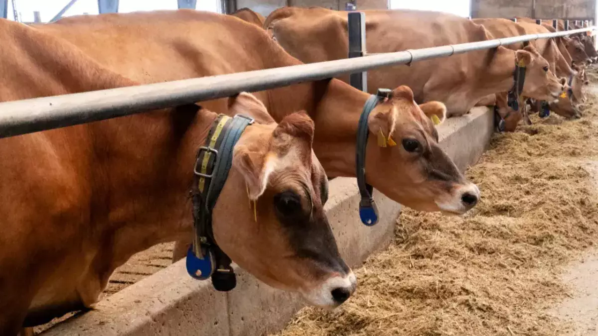 Казахстан продлил ограничения на экспорт говядины на шесть месяцев.