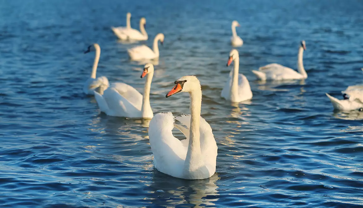 В Казахстане в заповеднике обнаружены тела около 700 лебедей.