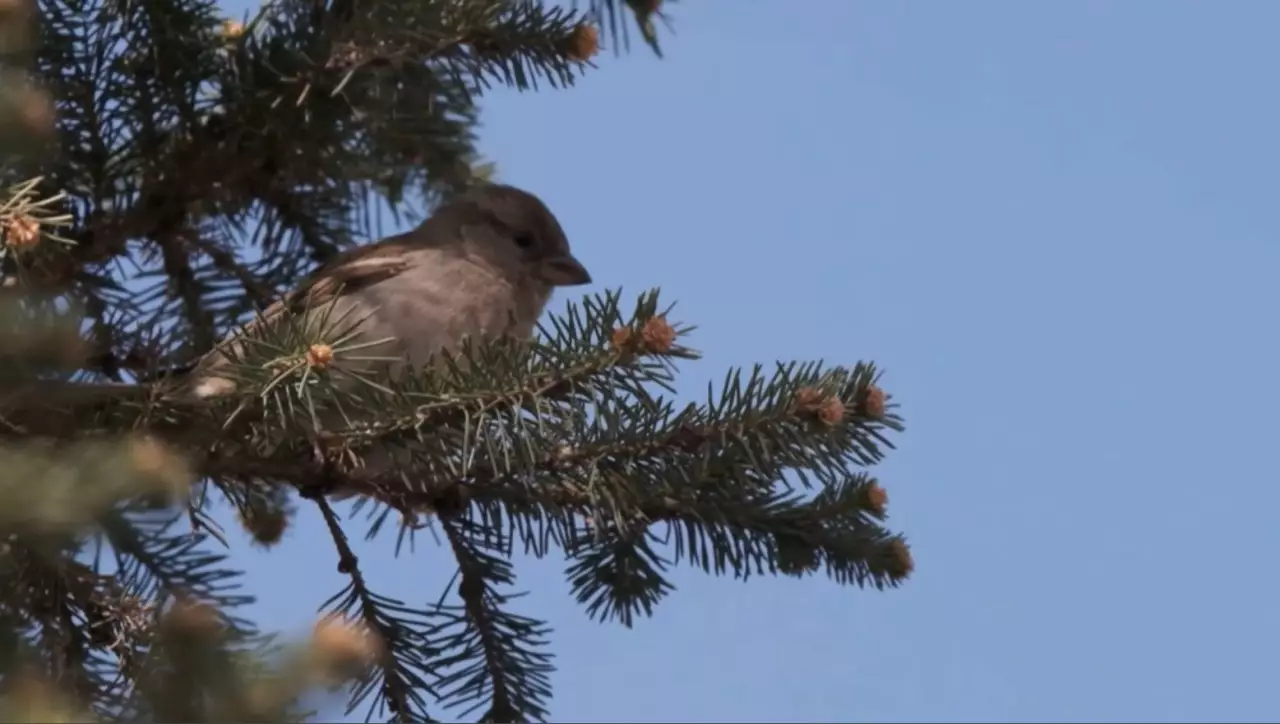 1 қаңтарға арналған ауа райы болжамы