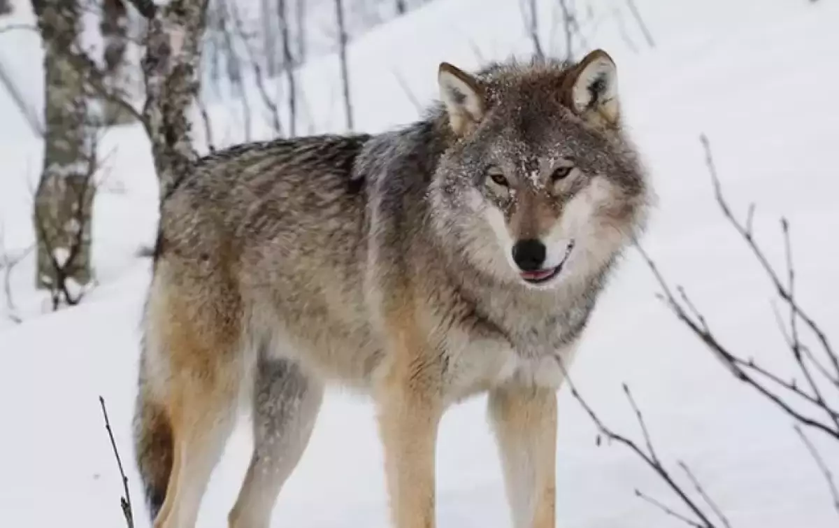 Қазақстанда қасқыр мен шибөріні атуға рұқсат беріледі