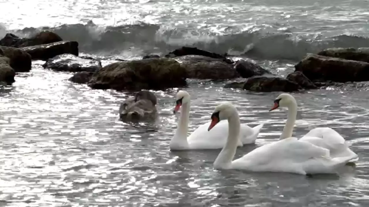 Ақтауға аққулар оралды