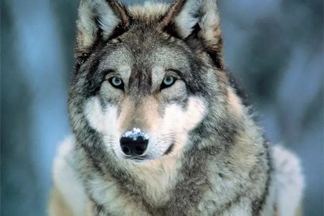 Биыл қасқырды атуға қандай жағдайда рұқсат беріледі