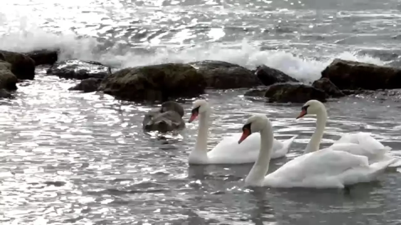Лебеди прилетели на зимовку в Актау