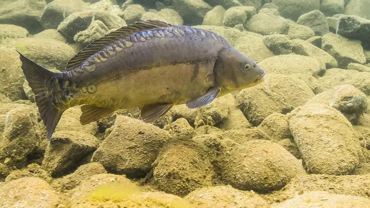 Китайские ученые вывели новый вид карпа практически без костей - новости на Lada.kz 01.01.2026