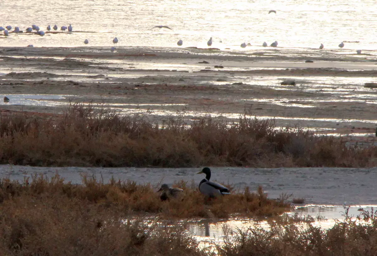 Яркая утка на набережной Актау удивила горожан - новости на Lada.kz 01.01.2026