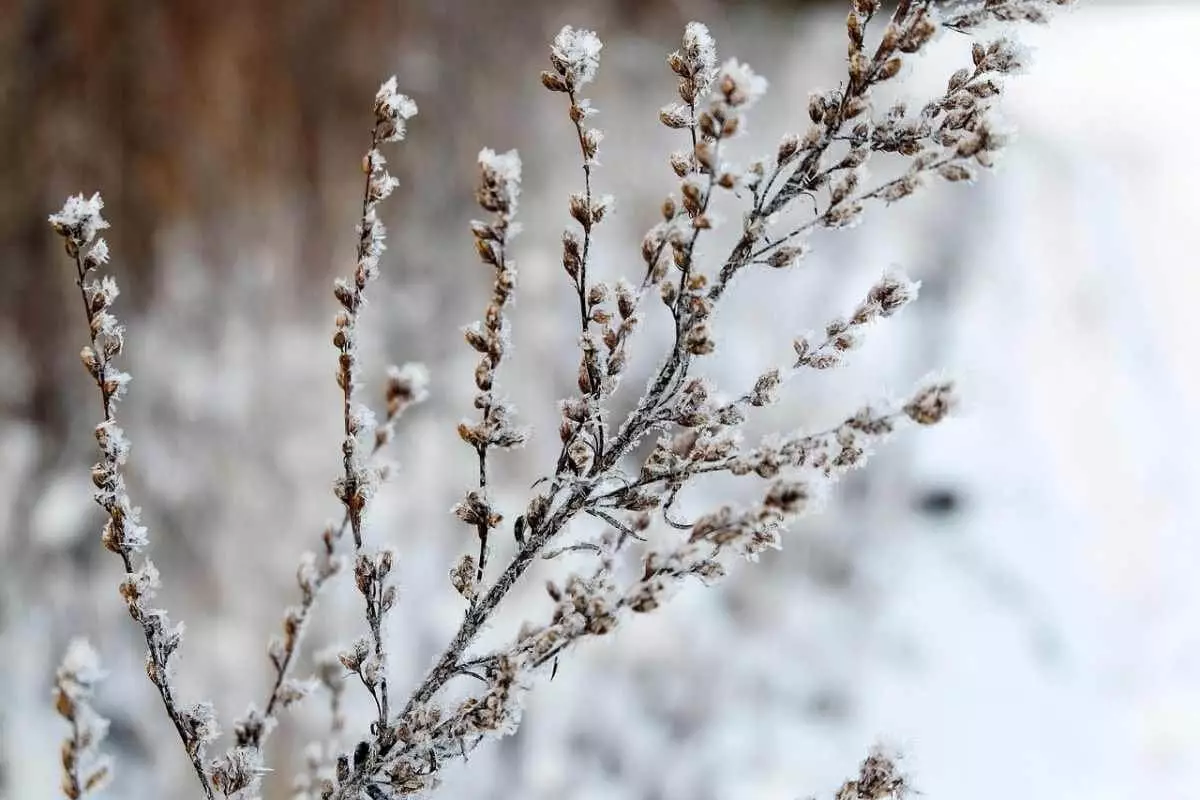 Туман и усиление ветра ожидаются в Шымкенте