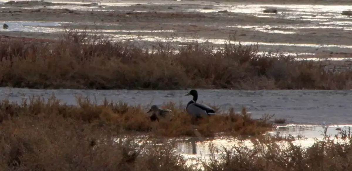 Необычная утка на набережной удивила жителей Актау