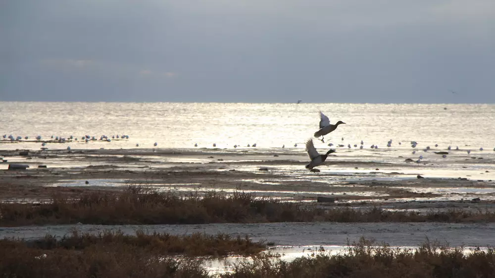 Необычная утка у набережной удивила жителей Актау
