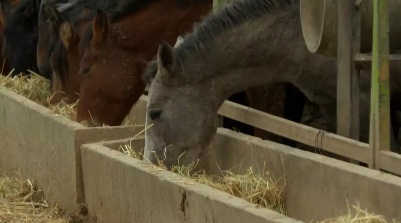 Завод по производству кормов построят в Алматинской области