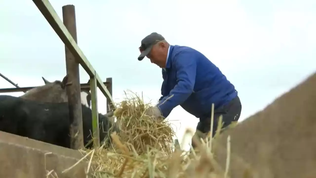 Алматы облысында жем өндіретін зауыт салынады
